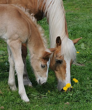 Haflinger_Hengstfohlen-klein